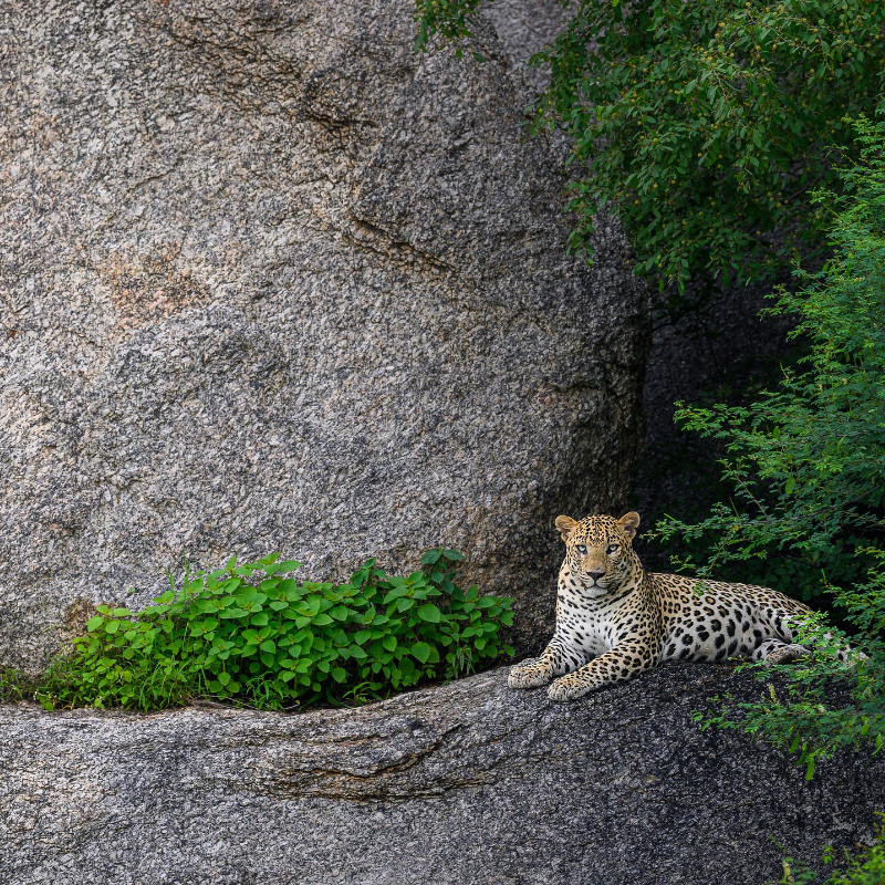 corporate taxi services